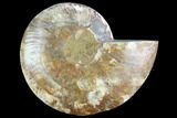 Cut Ammonite Fossil (Half) - Agatized #125578-1
